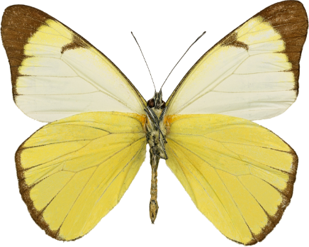 The Melete leucadia butterfly